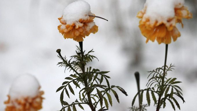 Flowers covered by first snow are seen outside Russia's Siberian city of Krasnoyarsk October 11, 2012.REUTERS/Ilya Naymushin (RUSSIA - Tags: ENVIRONMENT) Published: Říj. 11, 2012, 3:08 odp.