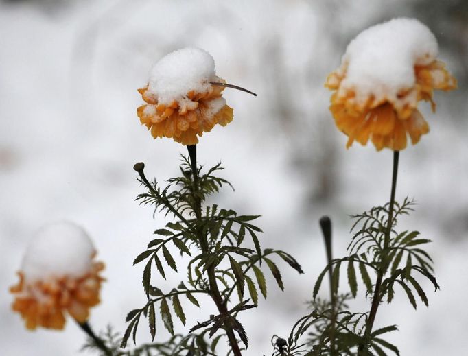 Flowers covered by first snow are seen outside Russia's Siberian city of Krasnoyarsk October 11, 2012.REUTERS/Ilya Naymushin (RUSSIA - Tags: ENVIRONMENT) Published: Říj. 11, 2012, 3:08 odp.