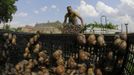 Austrian snail farmer Andreas Gugumuck collects snails (Helix Aspersa) in baskets in his farm in Vienna July 10, 2013. Andreas Gugumuck owns Vienna's largest snail farm, exporting snails, snail-caviar and snail-liver all over the world. The gourmet snails are processed using old traditional cooking techniques and some are sold locally to Austrian gourmet restaurants. Picture taken July 10, 2013. REUTERS/Leonhard Foeger (AUSTRIA - Tags: ANIMALS FOOD SOCIETY) Published: Čec. 16, 2013, 11:10 dop.