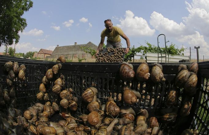 Austrian snail farmer Andreas Gugumuck collects snails (Helix Aspersa) in baskets in his farm in Vienna July 10, 2013. Andreas Gugumuck owns Vienna's largest snail farm, exporting snails, snail-caviar and snail-liver all over the world. The gourmet snails are processed using old traditional cooking techniques and some are sold locally to Austrian gourmet restaurants. Picture taken July 10, 2013. REUTERS/Leonhard Foeger (AUSTRIA - Tags: ANIMALS FOOD SOCIETY) Published: Čec. 16, 2013, 11:10 dop.