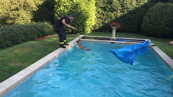 Záchrana srnce z bazénu