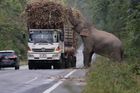Slon se na rušné silnici nenechal vyvést z míry. Řidiči jen bezmocně zírali