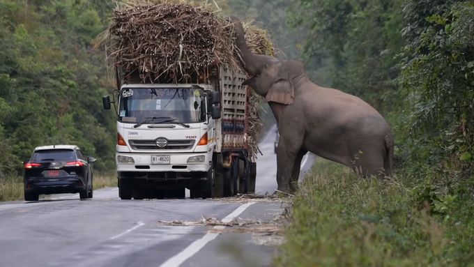 Nenasytný slon v Thajsku blokoval dopravu. Kradl cukrovou třtinu přímo z korby náklaďáků