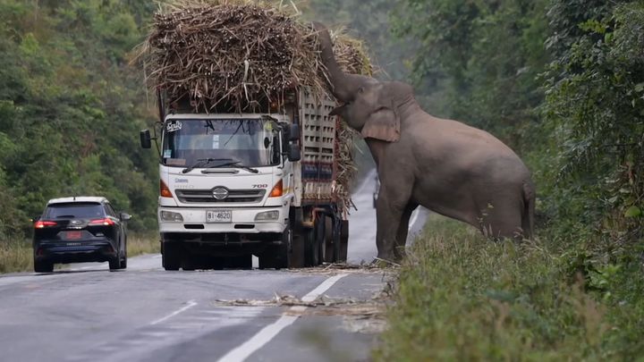 Slon se na rušné silnici nenechal vyvést z míry. Řidiči jen bezmocně zírali; Zdroj foto: Aktuálně.cz/Reuters