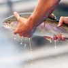 FishFest