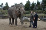 Belfastský ošetřovatel slonů Alan Dalton se o Johti staral třiadvacet let. Svého českého následovníka Daniela Zvoláneka potrobně seznamuje s jejími zvyky, potřebami a zejména povely týden před transportem ještě v Belfastu.