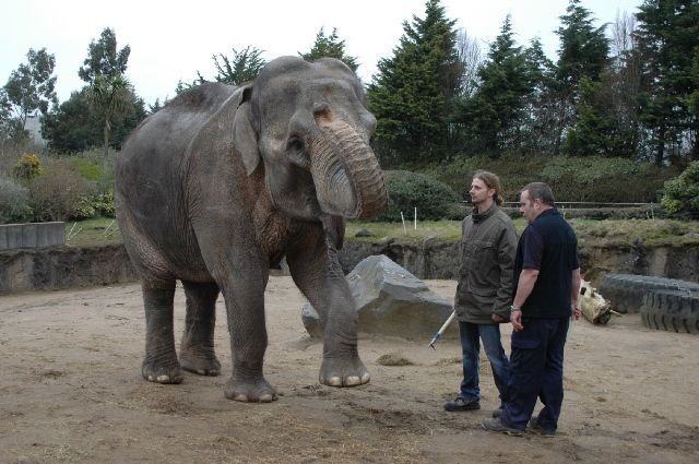 ošetřovatelé a johti