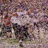 Super Bowl 2013: Baltimore Ravens