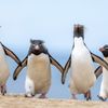 Vítězné fotografie ze soutěže Nikon Comedy Wildlife Awards 2024
