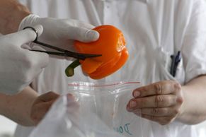 Pohled do laboratoře: Tady testují zeleninu kvůli zákeřné bakterii