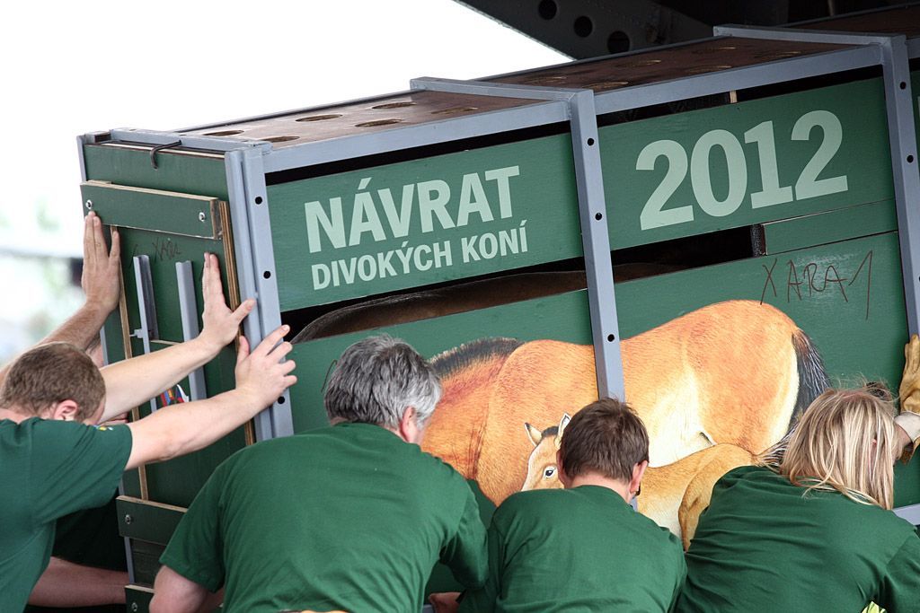 Odlet koně Převalského do Mongolska