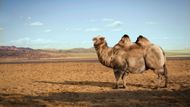 Velbloud dvouhrbý (Camelus bactrianus ferus) je sudokopytník, který je silně ohrožen vyhubením. Ve volné přírodě bychom jej mohli vidět ve střední a západní Asii. Na fotografii je dospělý samec jménem Merlin vážící 650 kg. Velbloud na výsledné fotce váží přibližně 1300 kg.