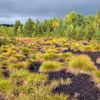 Soumarské rašeliniště údolí teplé vltavy