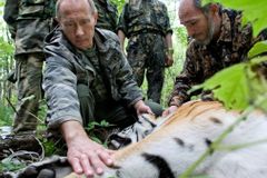 Kuzja a Ustin zlobí. Putinovi tygři pustoší čínské kurníky
