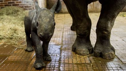 Zoo ve Dvoře Králové ukázala malou samičku vzácného nosorožce dvourohého