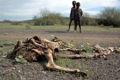 Afriku čekají ničivá sucha. Horší, než jaká zažívá teď