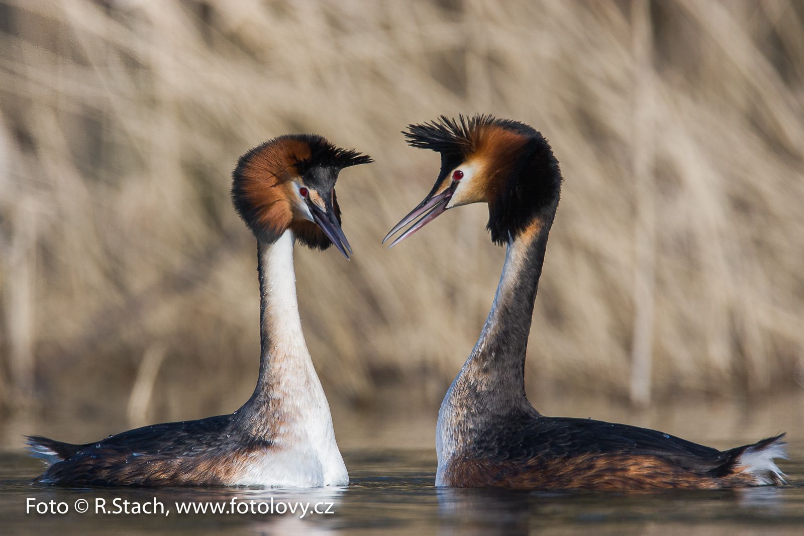 Rostislav Stach - fotografie přírody