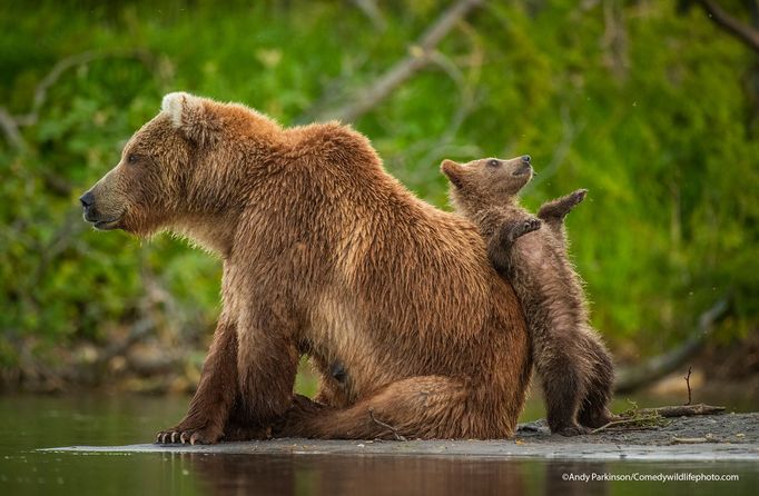 Finalisté fotografické soutěže Comedy Wildlife Photography Awards 2021