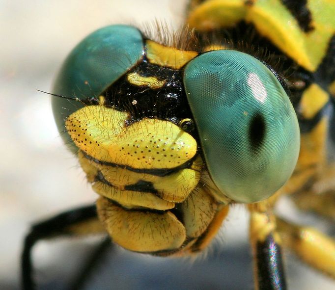 dragonfly closeup