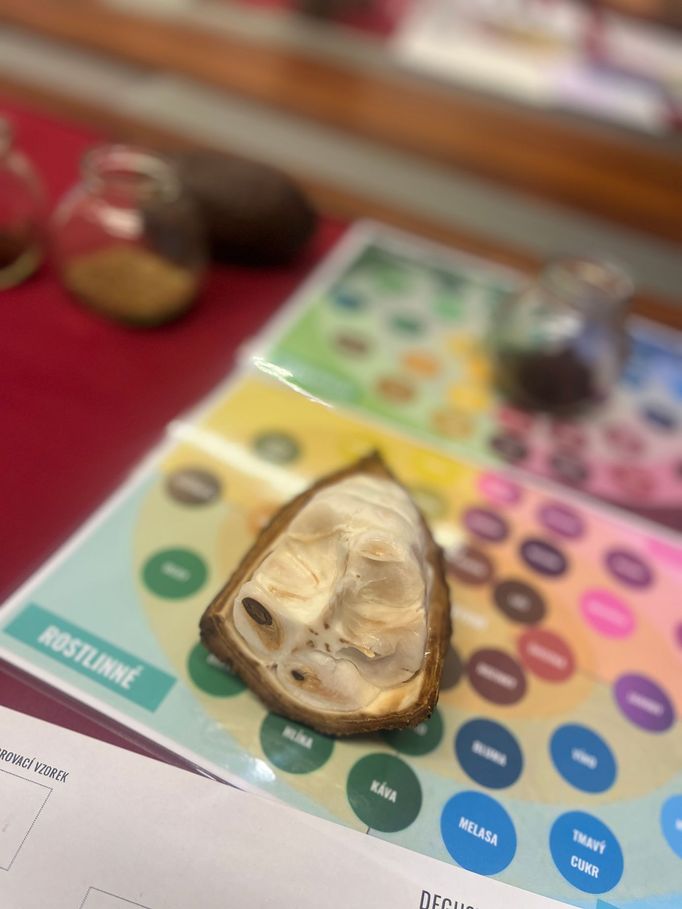 Na degustaci jsme dostali k ochutnání i kus primární suroviny - tedy čerstvého kakaového bobu. Narozdíl od těch pražených mi chutnal o poznání více.