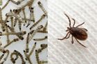 Lék proti viru zika i klíšťové encefalitidě? Účinná látka zabírá na obojí, říká o objevu vědec