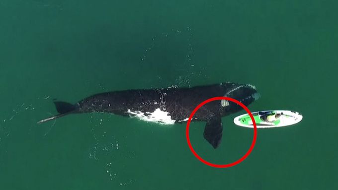 Velryba při setkání s paddleboardistkou udělala něco nevídaného