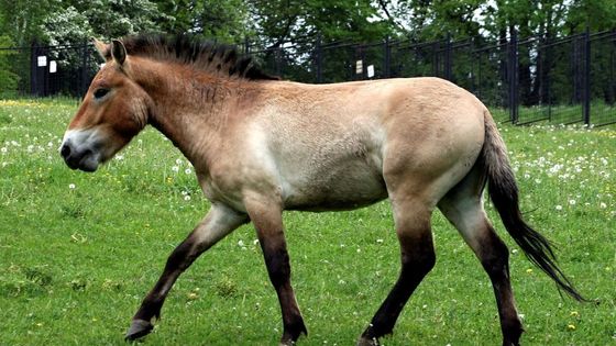 Koně Převalského se připravují na cestu do Mongolska, země svých prapředků