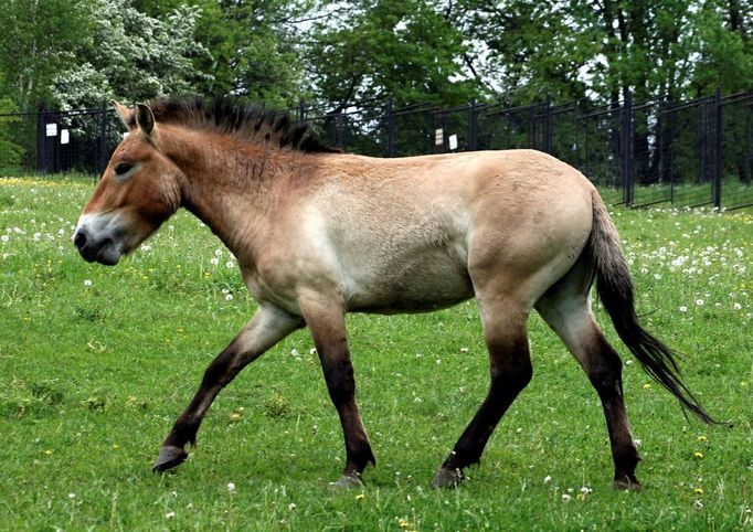 Hřebec Matyáš, který odletí v polovině června do Mongolska