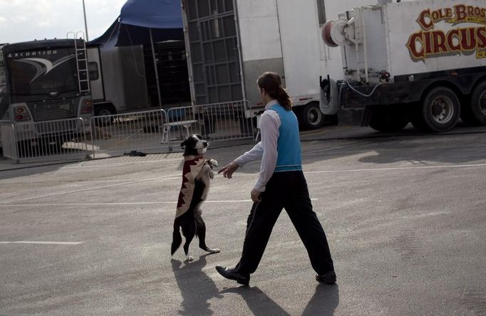 Cole Brothers Circus of the Stars performer German Fassio works with a dog backstage before the start of the first show in Myrtle Beach, South Carolina, March 31, 2013. Traveling circuses such as the Cole Brothers Circus of the Stars, complete with its traveling big top tent, set up their tent city in smaller markets all along the East Coast of the United States as they aim to bring the circus to rural areas. The Cole Brothers Circus, now in its 129th edition, travels to 100 cities in 20-25 states and stages 250 shows a year. Picture taken March 31, 2013. REUTERS/Randall Hill (UNITED STATES - Tags: SOCIETY ENTERTAINMENT ANIMALS) Published: Dub. 1, 2013, 7:01 odp.