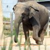 Sloni v pražské ZOO