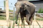 Slon v marocké zoo zasáhl kamenem sedmiletou dívku, zranění v nemocnici podlehla