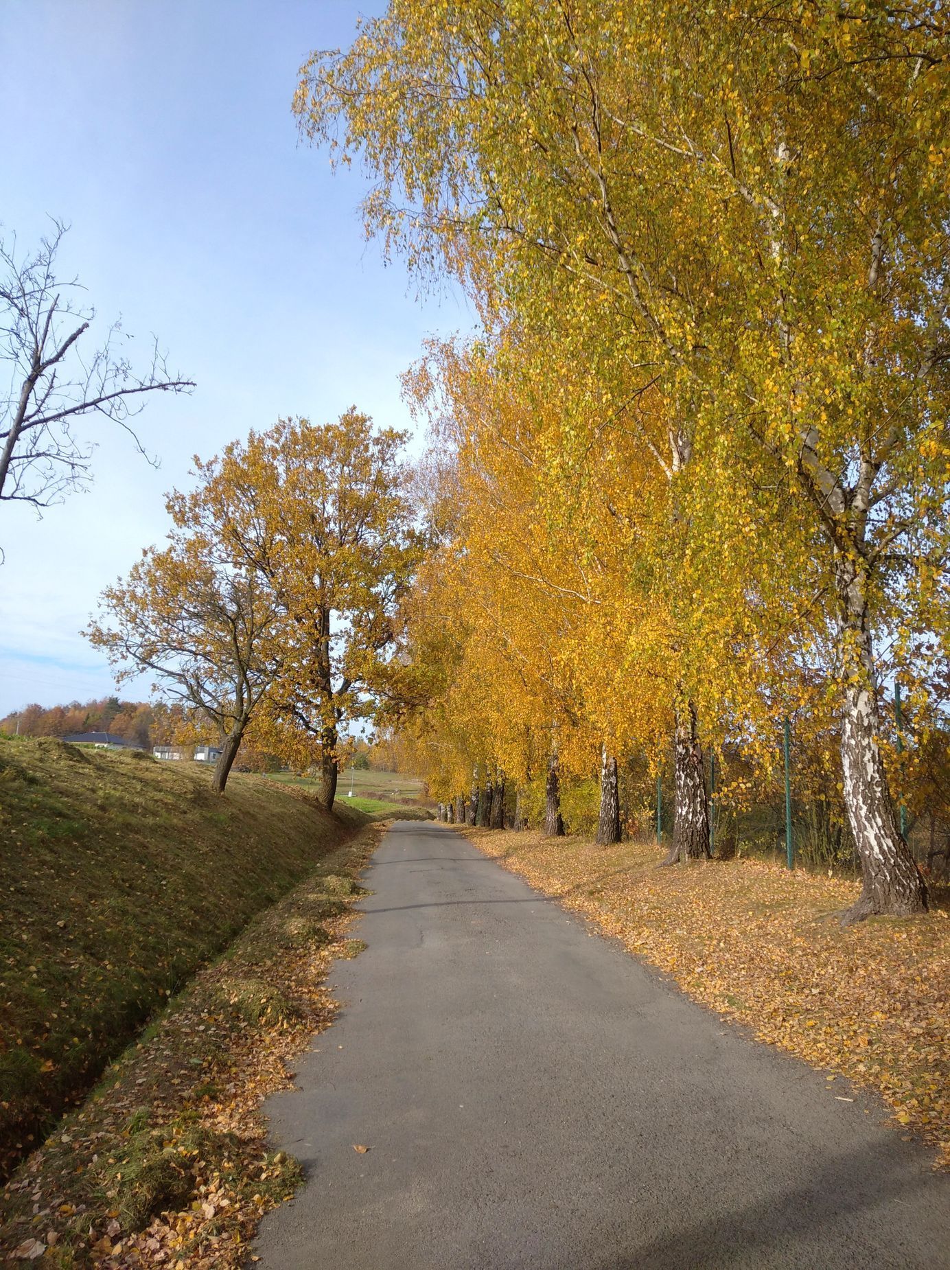 Soutěžní snímky Alej roku 2022