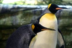 Pár berlínských tučňáků gayů adoptoval vejce. Teď z něj tatínkové mohou vysedět mládě