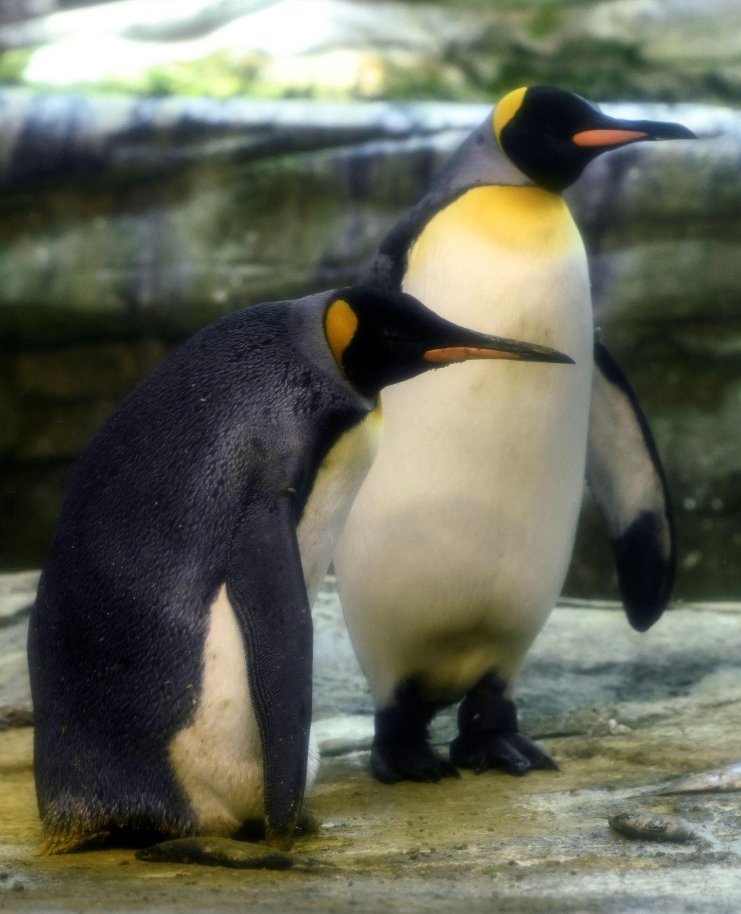 Homosexuální tučňáci z berlínské zoo Skipper a Ping