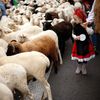 Španělsko, Madrid, ovce, pochod, tradice