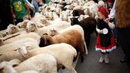 Malá holčička s úžasem sleduje, jak se městem valí ovce, tichá připomínka časů, kdy prašné cesty stád vedly ještě přes dnešní moderní Madrid. Letos se do ulic vydalo asi 1100 ovcí merino a 200 koz.