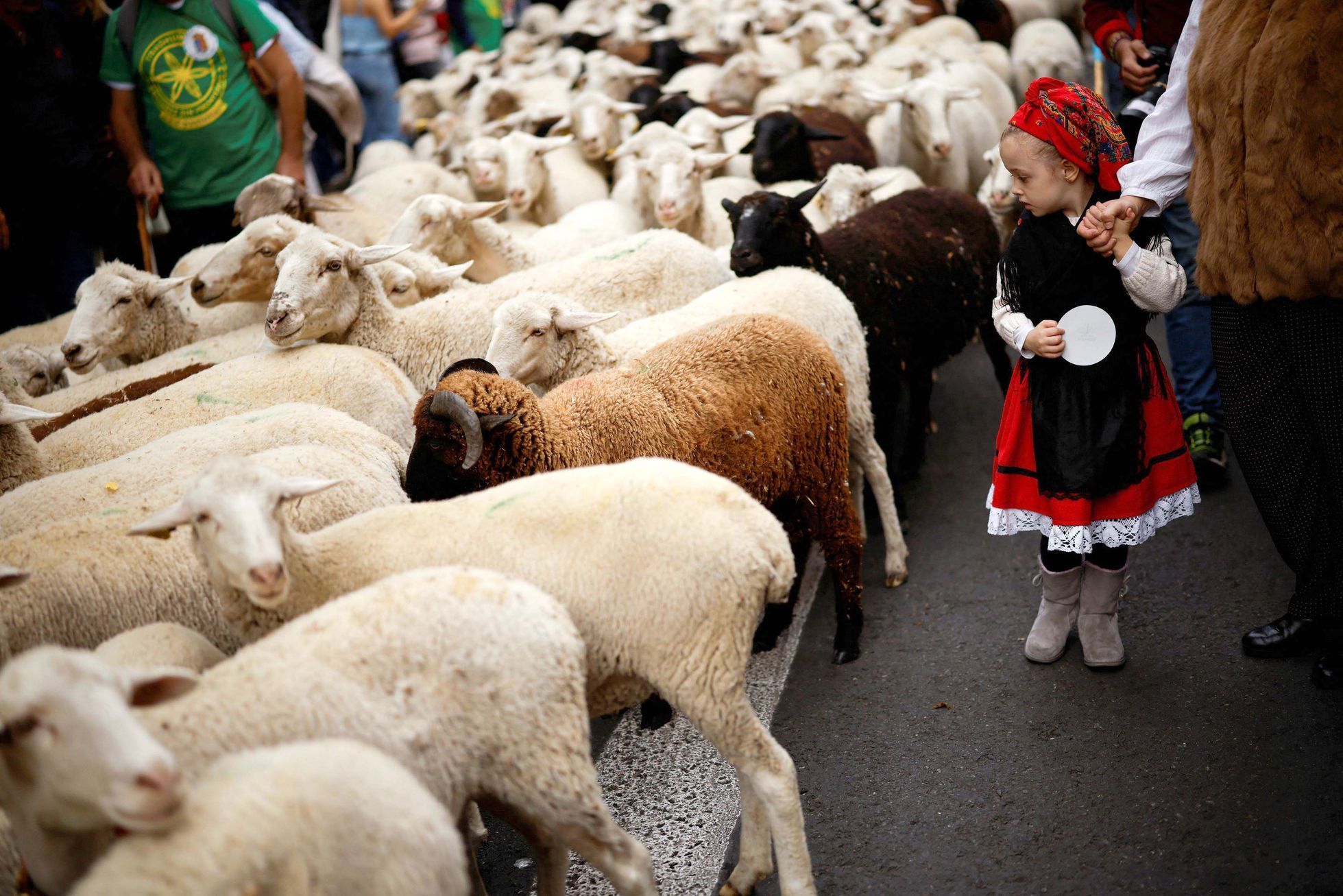 Španělsko, Madrid, ovce, pochod, tradice