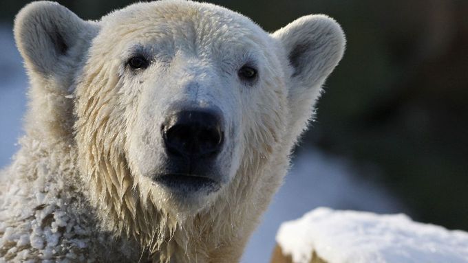 Mezi zvířata, která se za poslední desetiletí zmenšila, patří i lední medvědi.