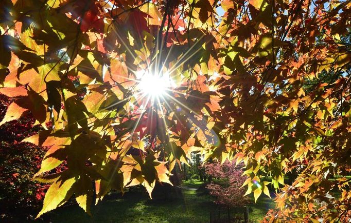 The autumn sun shines through leaves in the Japanese Maple collection at the Westonbirt Arboretum in south west England October 18, 2012. REUTERS/Toby Melville (BRITAIN - Tags: ENVIRONMENT SOCIETY) Published: Říj. 18, 2012, 6:30 odp.