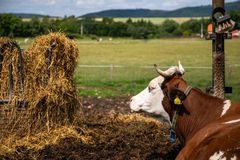 V chovu nejvýše 20 krav či sto králíků. Omezující obecní vyhlášku Ústavní soud škrtl
