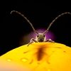 Luminar Bug Photography Awards 2020