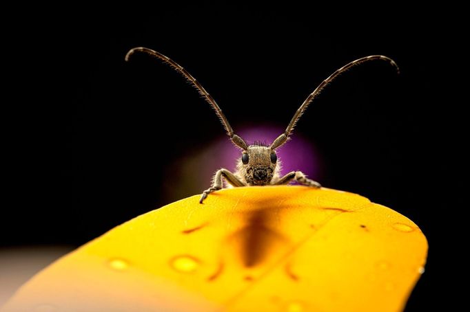 Luminar Bug Photography Awards 2020