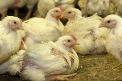 Výzkum: Salmonela je třikrát častější u kuřat z dovozu