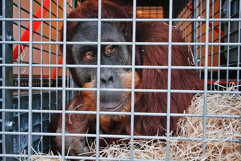 Nový orangutan v pražské zoo