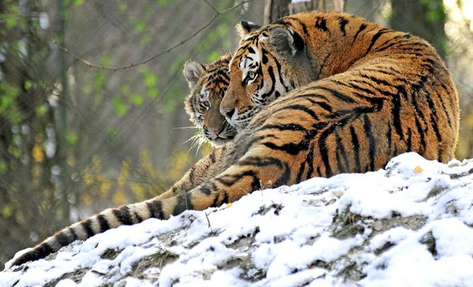 Zimní Zoo - Zoo Zlín