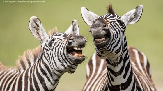 V galerii najdete 40 snímků, které postoupily do finále soutěže Comedy Wildlife Photography Awards 2019.