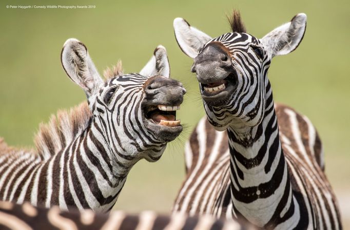 Finalisté soutěže Comedy Wildlife Photography Awards 2019