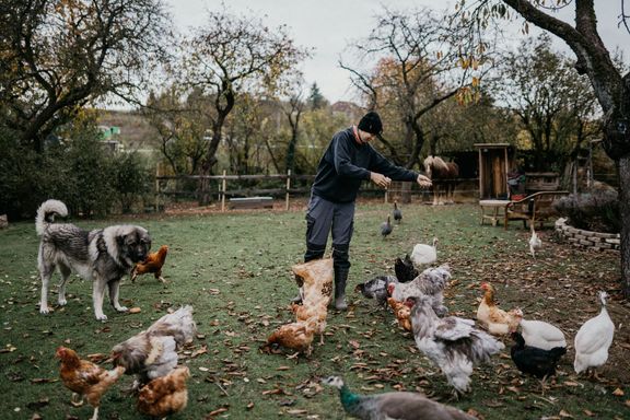 Nyemi rozezná každou jednu slepici a její příběh. "Tahle byla nemocná, tohle je kohout Modrák a támhle zase kohout Vraždič," ukazuje.