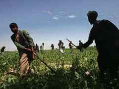 Afghánci vytáhli do boje proti narkomafii. Začali ničit makovicová pole, která byla doposud jedním z největších zdrojů peněz afghánské ekonomiky. Na 80 procent světového opia totiž pochází z této země.