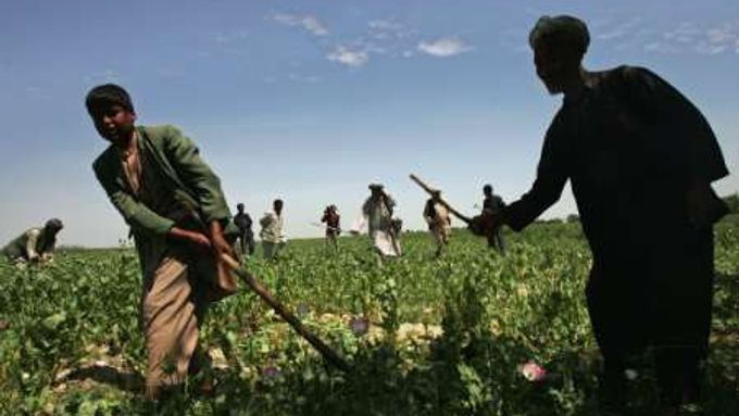 Podle OSN Afghánistán produkuje 93 procent světového opia.